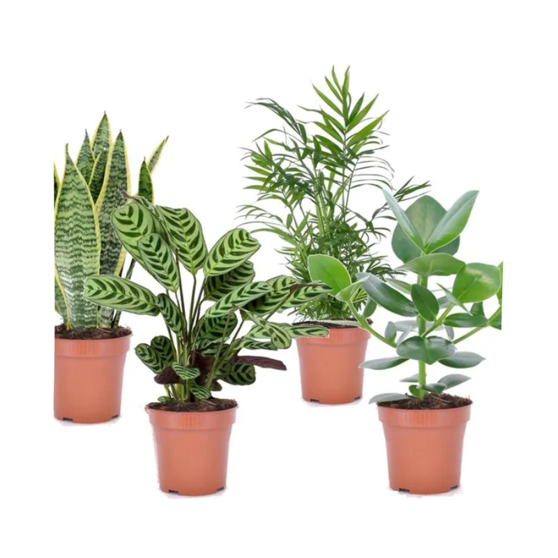 PLANTE NATURELLE