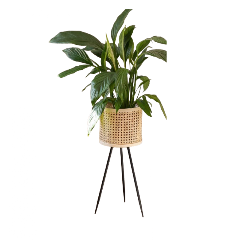 POT EN ROTIN PIED NOIR